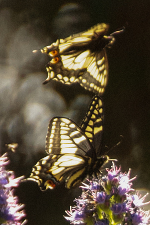 Tiger Swallowtail courtship flight