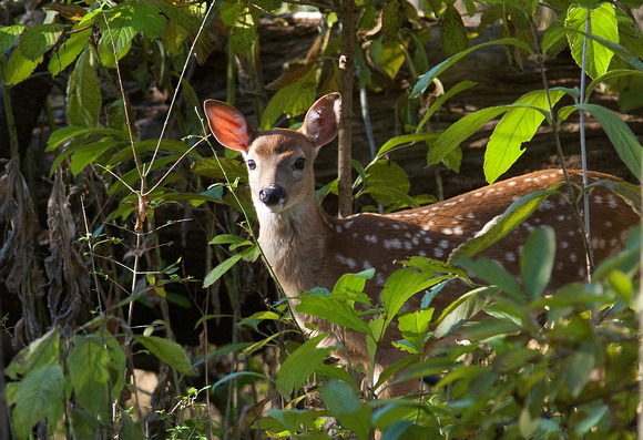 Fawn in late Oct.