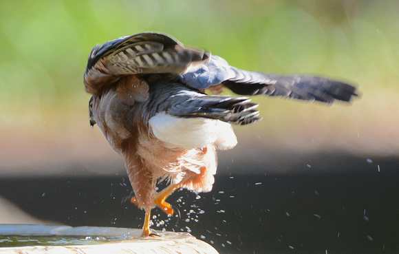 Cooper's Hawk in bird bath