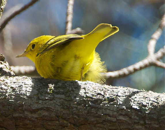Yellow Warbler- male 1st of the season