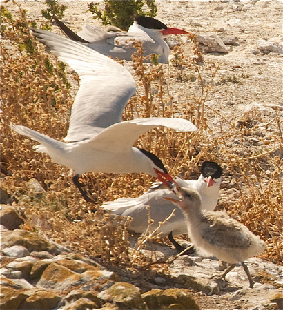 Caspian Tern aerial feeding