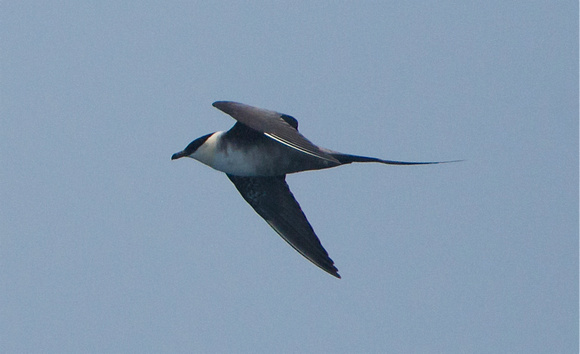 Long-tailed Jaeger- adult