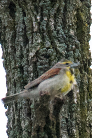 Dickcissel rare in eastern PA