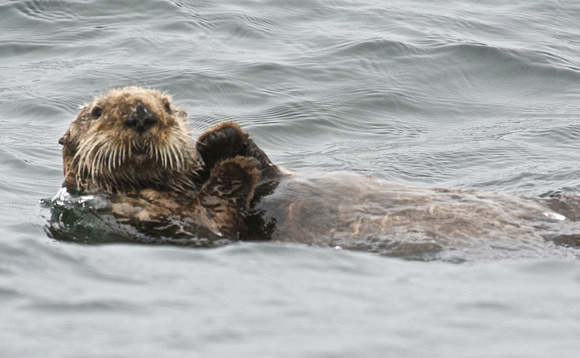 Sea Otter - male