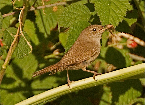 House Wren with food for young