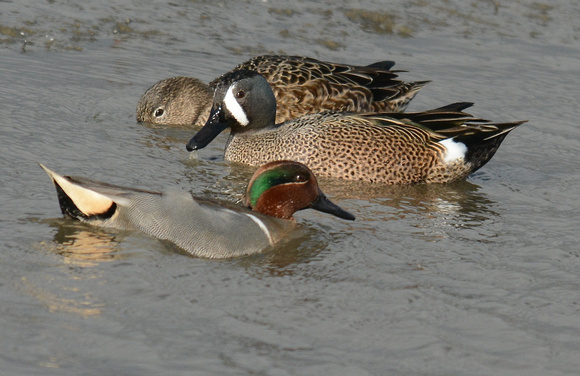 blue & green-wing teal