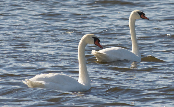 Mute Swans a-swimming