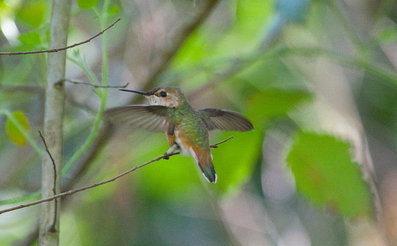 Allen' s Hummingbird-female