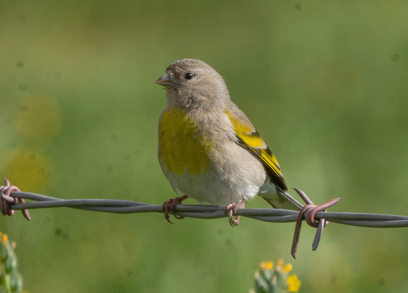 Lawrence's Goldfinch female