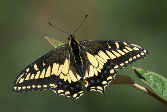 Anise Swallowtail (Papilio zelicaan)