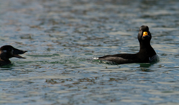 Black Scoter scooting away from Surf Scoter