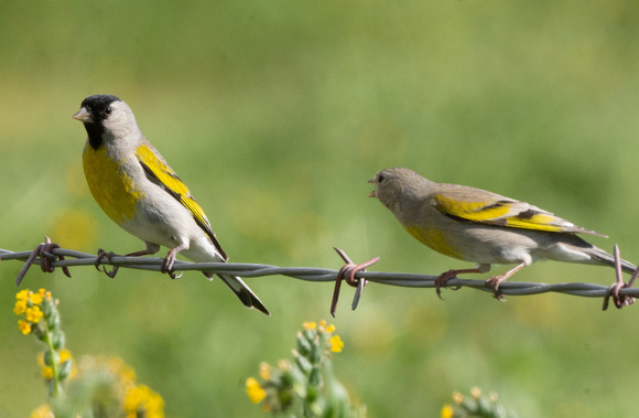 Lawrence's Goldfinches
