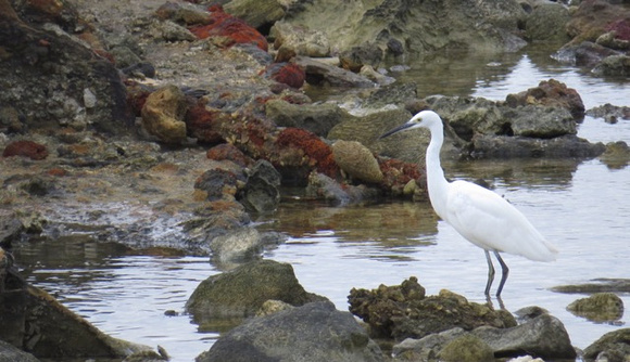 Little Egret - first record for Wake
