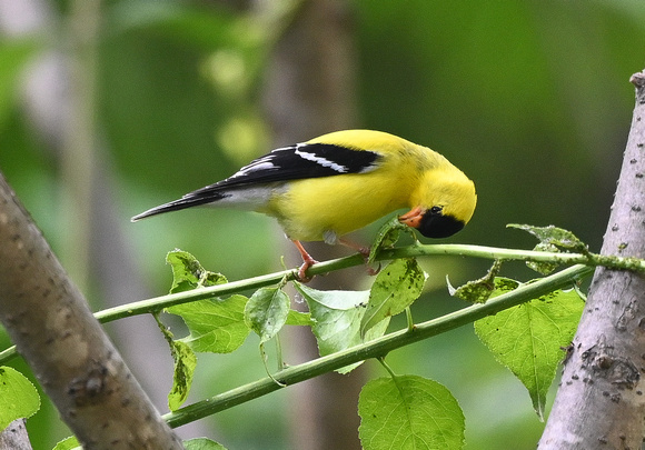 Am. Goldfinch