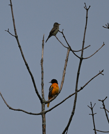 Pewee and Oriole