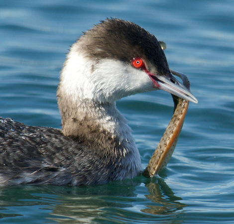 Pipefish being eaten by Horned Grebe