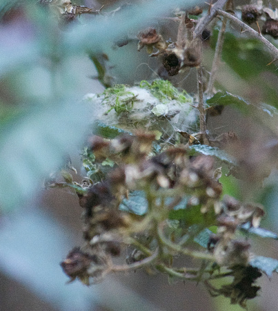Allen's hummingbird nest