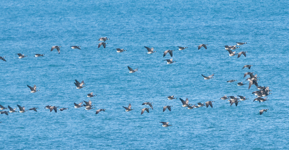 Aleutian Canada Geese migrating north