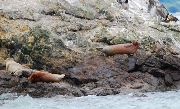 red-stained harbor seals, castro rocks, sf bay. June 2011