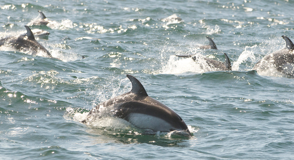 Pacific White-sided Dolphins