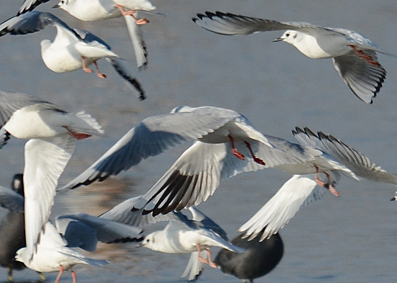 flight on Bonaparte's Gulls w/and Black-headed gull
