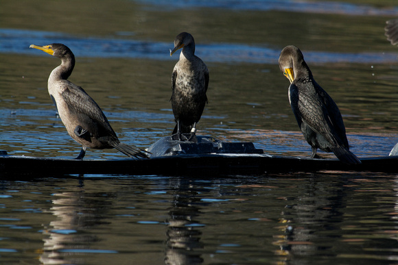 banded double-crested cormorant