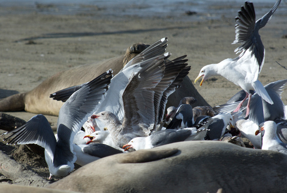 Gulls fighting over seal placenta