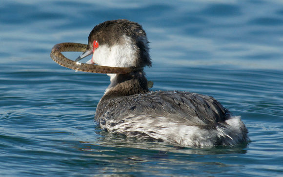 horned grebe eating a very long pipefish