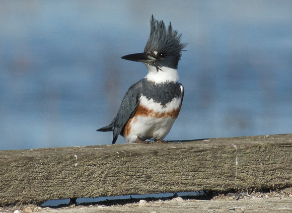 Belted Kingfisher- female