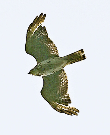 Broad-winged Hawk - immature
