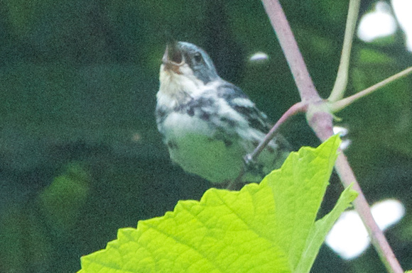 Cerulean Warbler singing