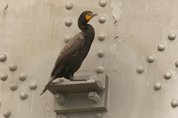 cormorant ornament