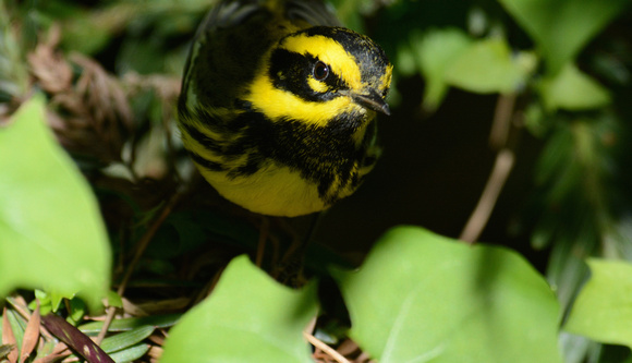 Townsend's Warbler-male
