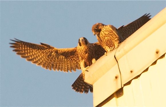 Two Fledgling males atop bridge
