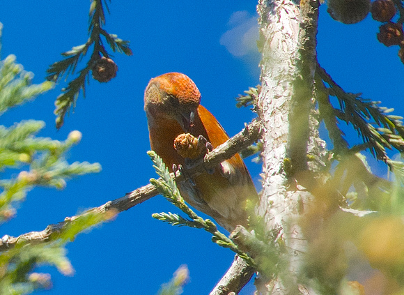 Red Crossbill holding cone with foot