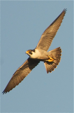 Peregrine in the evening light