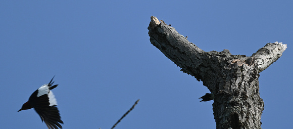 2 Red-headed Woodpeckers