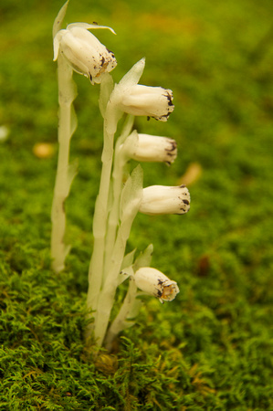 Indian Pipes- parasitic plant