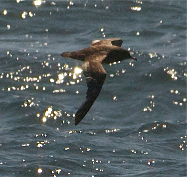 Sooty Shearwater with bi-colored beak