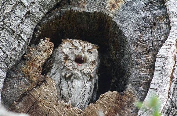 sleepy screech owl
