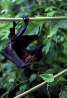 Palauan Fruit Bat