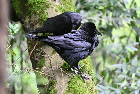 Common Ravens with prey remains
