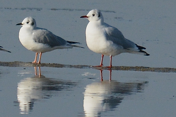 Black-headed and Bonaparte's Gulls for size comparison