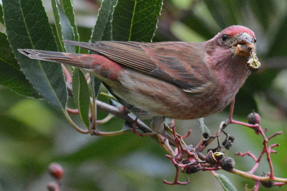 Purple Finch-male