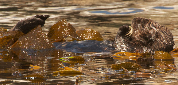 young sea otter wrapped in kelp