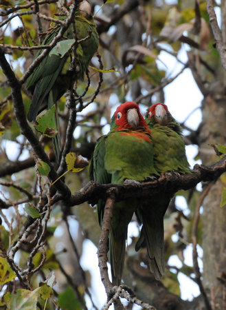 Red-faced Conures