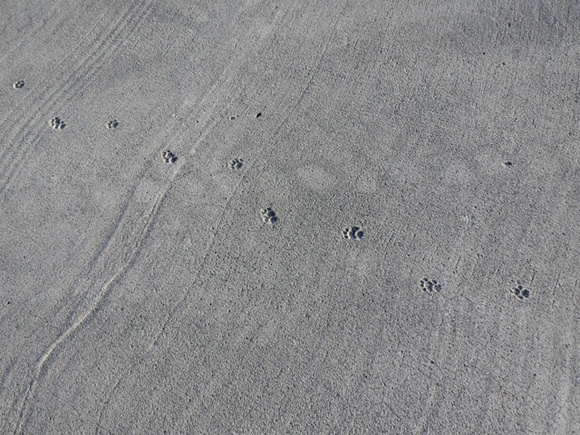 Old Cat Tracks on airport runway