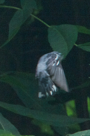 Cerulean Warbler flying