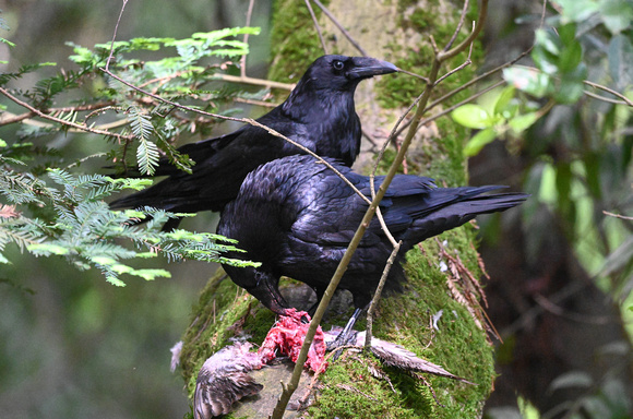 Ravens with Band-tailed Pigeon prey