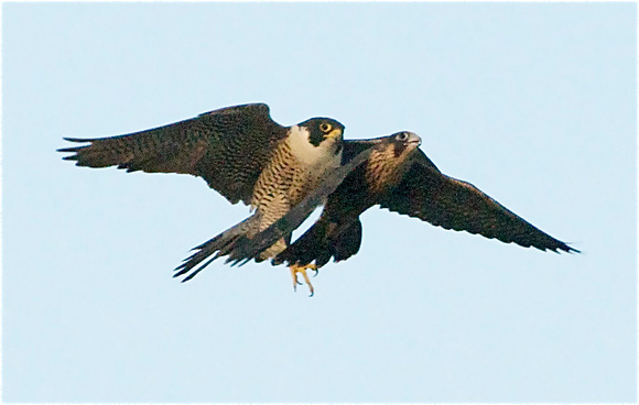 Peregrine female assists fledgling back to nest